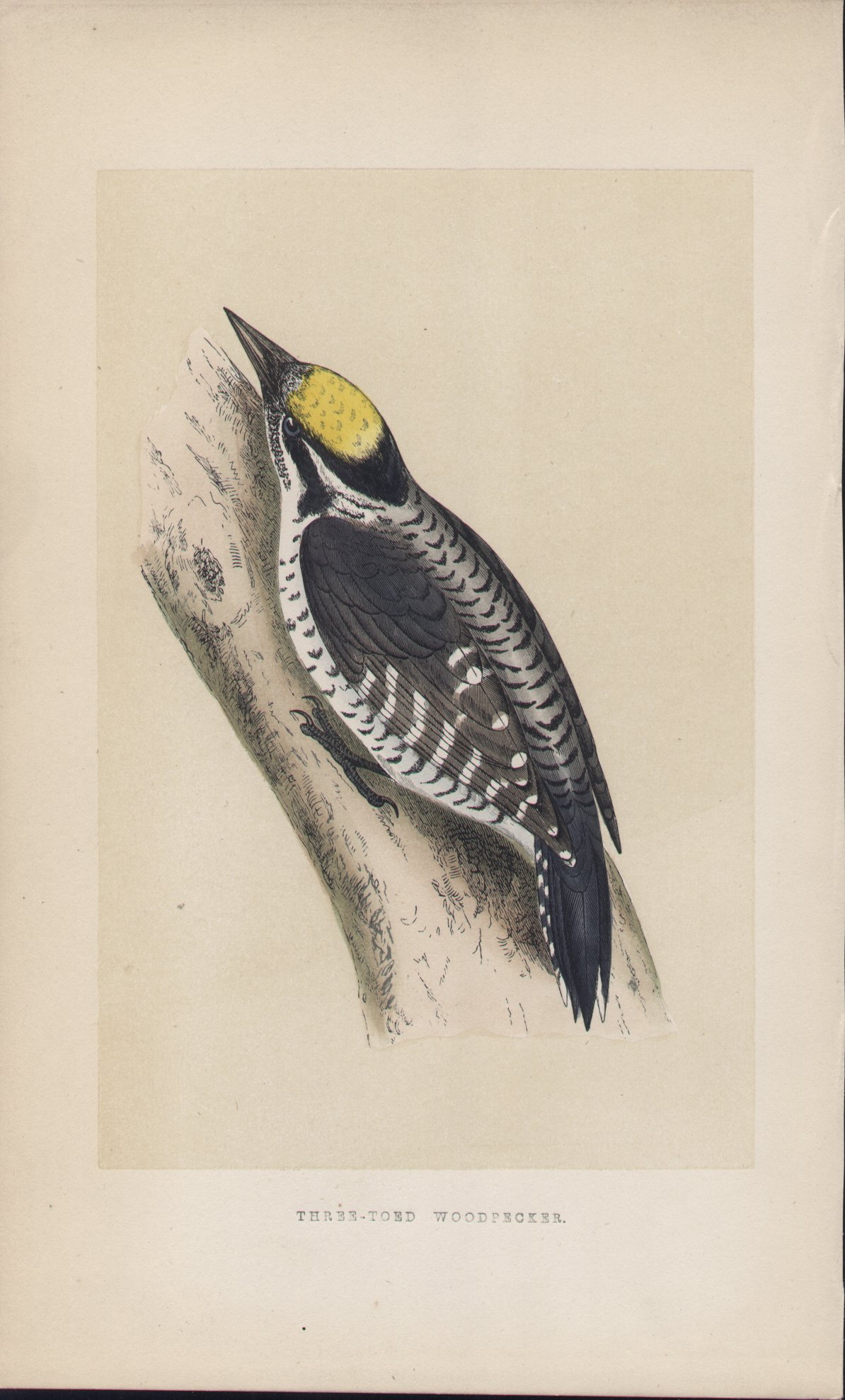 Wood - Three-toed Woodpecker - Fawcett